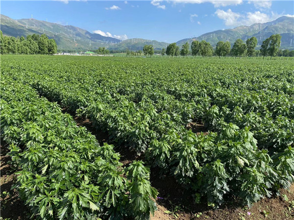 bevictor伟德官网 - 韦德官方网站