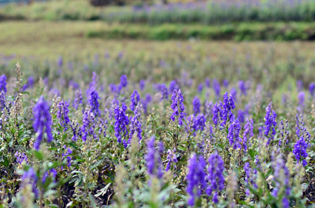 bevictor伟德官网 - 韦德官方网站