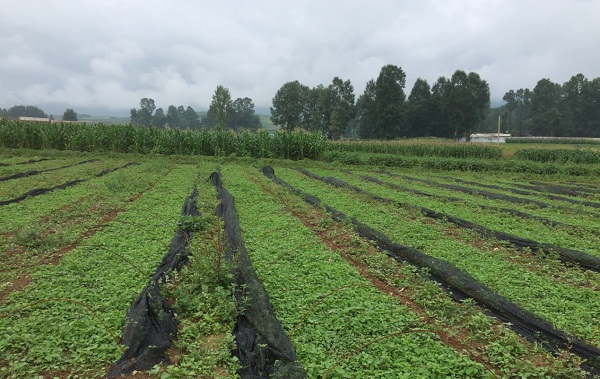 bevictor伟德官网 - 韦德官方网站