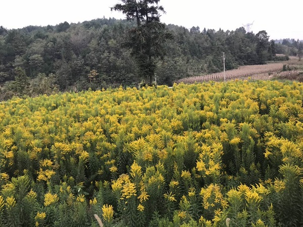 bevictor伟德官网 - 韦德官方网站