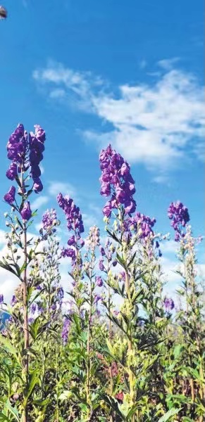 bevictor伟德官网 - 韦德官方网站